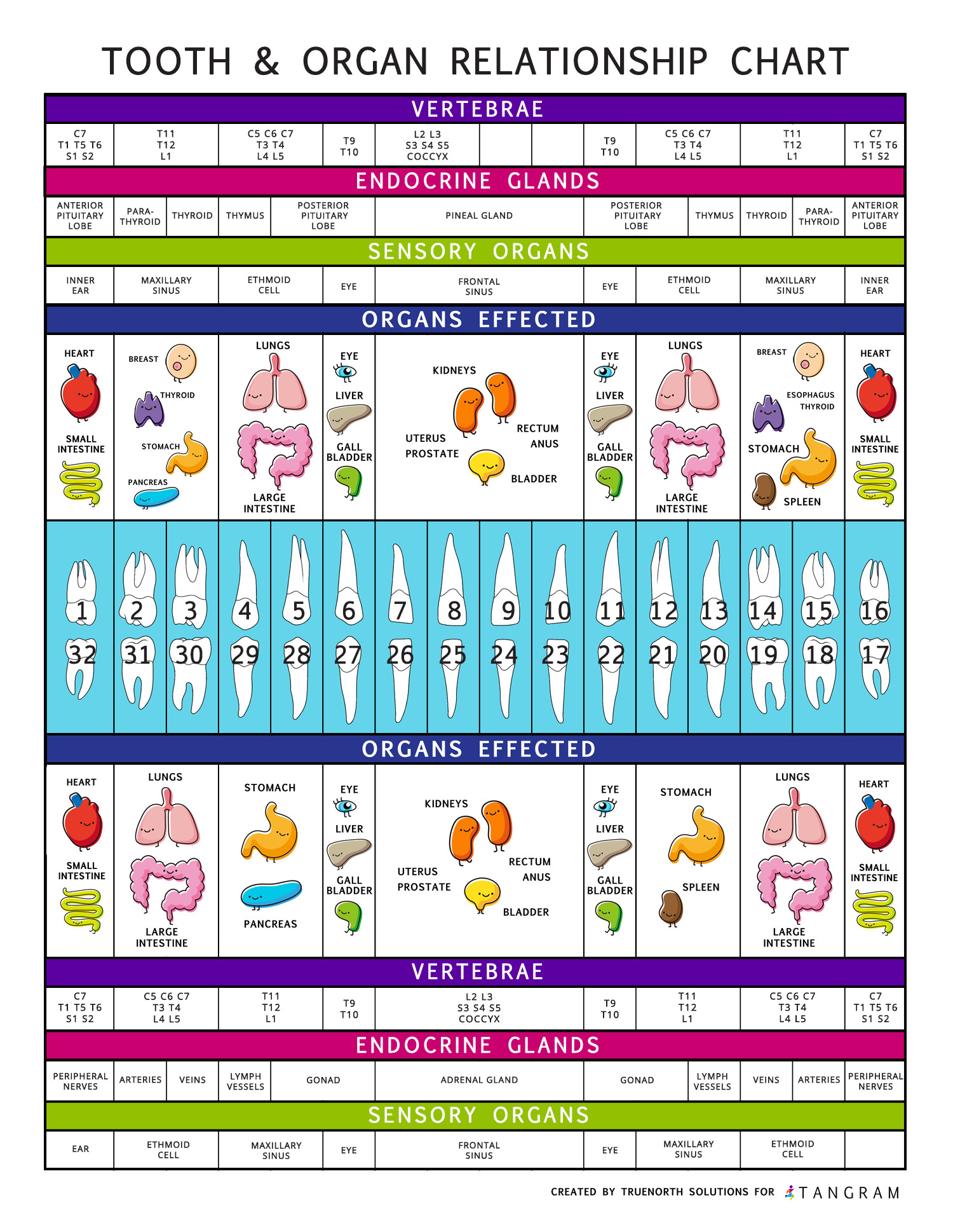 The Tooth & Body Relationship Chart